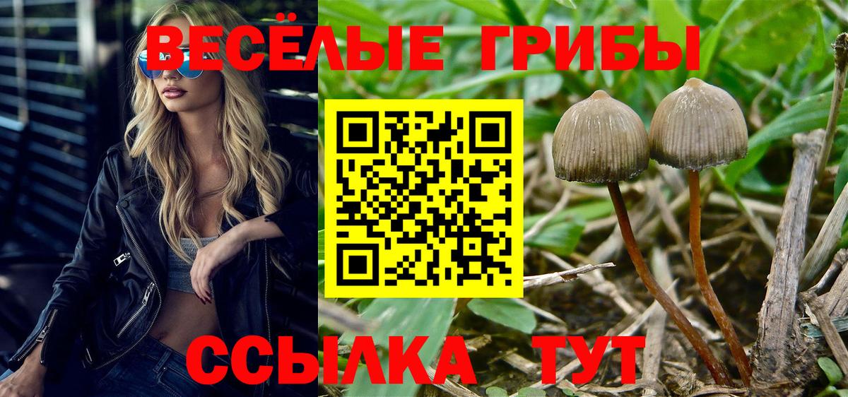 Ижевск  Псилоцибиновые грибы прущие грибы  Вход с VPN  Галлюциногенные грибы Cubensis 